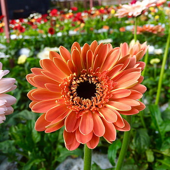 orange daisy, vibrant orange Gerbera, close-up flower, lush Malaysian garden, orange Gerbera flower, garden photography, floral photography, orange flower, Gerbera flower, garden flowers, Malaysian flowers