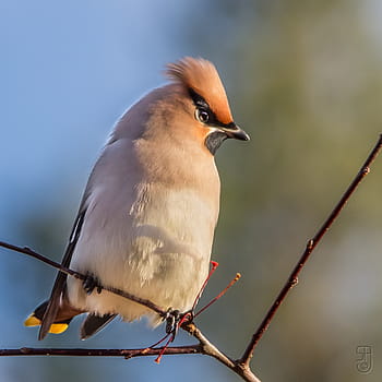 bohemian waxwing, Bombycilla Garrulus, burung, musim gugur, kongsberg, Norway, eropa, fotografi satwa liar, bertengger burung, kanon 60d, Sigma 150-500mm