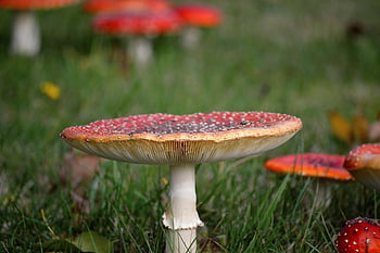 mushrooms, toadstools, toadstool, forest Mushrooms, nature, close Up, poisonous Species Of Mushrooms, amanita Muscaria, fruiting Bodies, poisonous, lawn