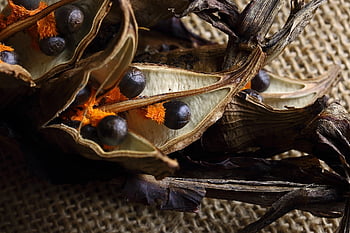 seedpod, Semena Strelitzia, kolo, Oranžové chmýří, zralý, rajka květ, strelitzia reginae, organický materiál, propagace, Černá