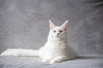 maine Coon, nature, cat, pet, white Cat, purebred, animal, domestic Cat, feline, mammal, cute