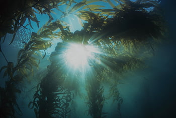 kelp, Mořská řasa, vodní rostliny, řasy, světlo, světelných paprsků, pod vodou, rostlina, voda, moře, oceán