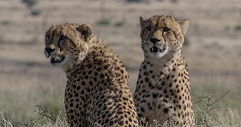 cheetah, animals, safari, wildlife, mammals, big Cats, wild Animals, predators, carnivores, wildcats, dangerous