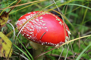 fly agaric, champignon, Skov, rød champignon, fly amanita, amanita muscaria, paddehat, svamp, skov svampe, natur, skovbund