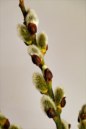 base, tree, willow, spring, closeup, sprig, plant, nature