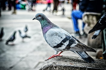 pigeon, stone ledge, city environment, detailed view, urban wildlife, bird, perched pigeon, city pigeon, pigeon feathers, pigeon feet, urban scene