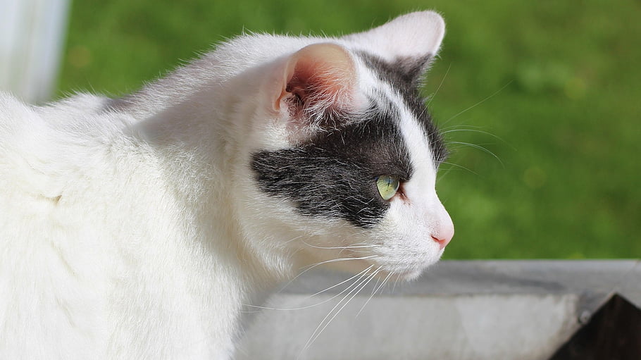 cat, feline, whiskers, fur, fauna, nature, pet, domestic, animal, tier, katze