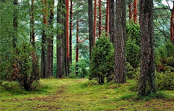 forest, green leafed trees, lush greenery, tall pine trees, serene path, tranquil scene, nature, woodland, outdoor, landscape, green trees