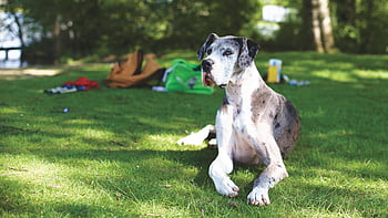 blue merle německá doga, německá doga, Pes, tráva, slunečný park, batohy, venkovní, domácí zvíře, zvíře, Příroda, park