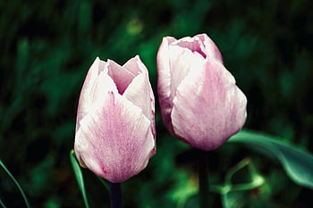 rosa tulipaner, nærbilde fotografering, levende blomster, frodig grønn bakgrunn, Blomstrende tulipaner, rosa blomster, blomsterfotografi, naturfotografering, hage blomster, vårblomster, mykt fokus