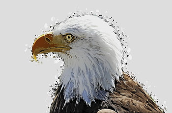 orel bělohlavý, pták, kreslená pohádka, zvíře, účtovat, dravý pták, Příroda, usa, portrét, erb ptáka, symbol