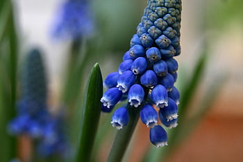 szőlő jácint, jácint, muscari, természet, bányászok, gyönyörű virágok, spárga, kék, virágzik, virágzás, dísznövény