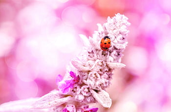 insect, blossom, bloom, ladybug, beetle, nature, seven Point Beetle, lucky Charm, red, color Contest