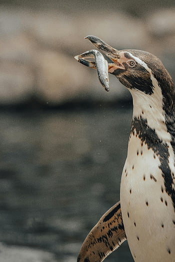 tučňák humboldt, jíst ryby, denní světlo, pobřeží, chování volně žijících živočichů, lov ryb, tučňák, Ryba, mořský pták, Příroda, oceán