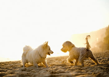 dogs playing, beach, sunset, joyful moments, warm pet, sandy beach, two dogs, pet photography, outdoor play, animal companionship, beach sunset