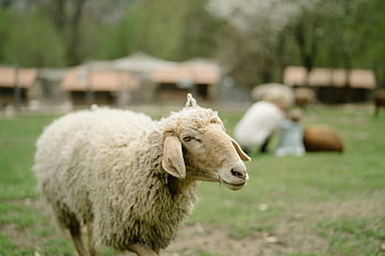 white sheep, green grass, close-up, grazing, green field, rural background, farm animals, sheep photography, pastoral scene, countryside, woolly sheep