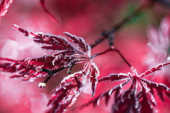 frost, frozen, hoarfrost, ice Cream, fall, cold, crystals, maple, shrub, purple, close Up