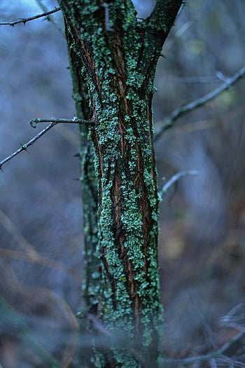 mossa, lav, träd, trunk, bark, trä, skog, natur, närbild