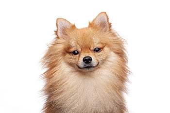 dog, pomeranian, domestic Animal, animal, puppy, dwarf Spitz, german Spitz, pet, isolated
