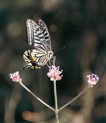 butterfly, flower, beautiful Flowers, pollinate, pollination, flower Wallpaper, insect, winged Insect, butterfly Wings, bloom, flower Background
