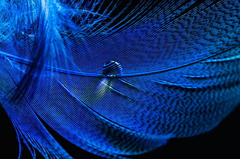 macroperspective, feather, dew, blue Light, dewdrop, waterdrop, lichtspiel, blue, macro, close Up
