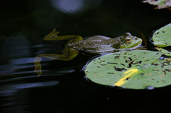 frog, nature, pond, tree Frog, leaf, wildlife, animal