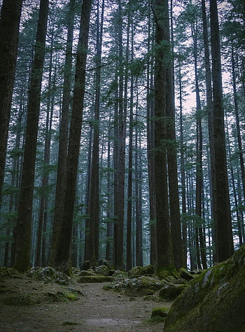 tree trunks, tall trees, woods, pine trees, dense forest, evergreen forest, nature, tranquility, serene view, forest path, mossy rocks