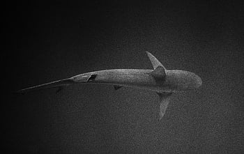 shark, dark sea waters, black and white, close-up, deep ocean, swimming, underwater, marine life, wildlife, ocean photography, sea creature