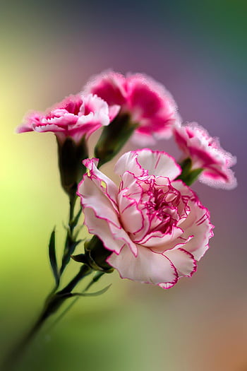 fiori, mazzo, fiori rosa, Chiodi di garofano, macro, natura, avvicinamento