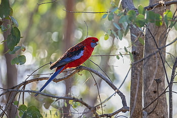 crimson Rosella, parrot, bird, animal, wildlife, platycercus Elegans, ornithology, birdwatching, avian, nature, forest