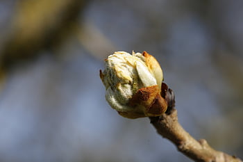 spring, scion, drove, drive Out, plant, nature, young, growth, grow, sprout, leaf