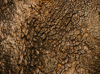 tree bark, rough surface, cracked texture, natural patterns, detailed close-up, tree bark texture, rough tree bark, natural texture, tree bark patterns, cracked bark, rough patterns
