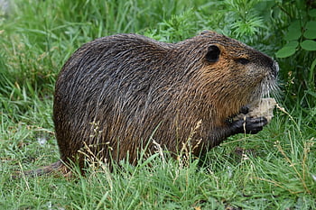 nutria, jyrsijä, eläinten maailma, villieläin, ruoho, ala, villieläimet, erämaa, luonto, eläin, ulkona