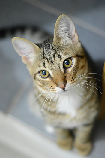 Gray Tabby Cat, domestic tabby cat, expressive eyes, charming portrait, animal lovers, tabby cat, cat portrait, domestic cat, cat eyes, tabby pattern, pet photography