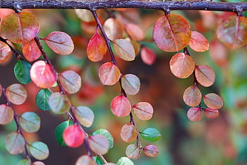 cotoneaster،  فرع شجرة،  اوراق اشجار،  أوراق ملونة،  نبات،  النباتية،  طبيعة،  خريف،  قريب