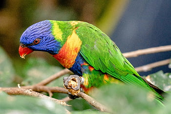 duhový lorikeet, barevné peří, posazený venku, puerto de la cruz, Kanárské ostrovy, jasné peří, větev stromu, andulka, pták, volně žijících živočichů, Příroda