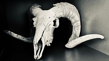 sheep Skull, skull, specimen, decorate, bone, animal, life, hd Wallpaper, wallpaper, monochrome