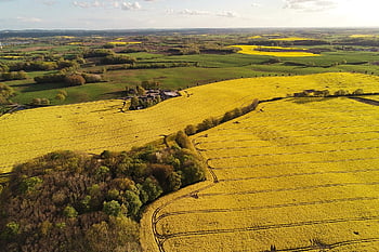 oilseed Rape, fields, drone, aerial View, eve, forest, holstein, nature, agriculture, farm Yard, yellow