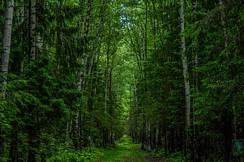 zelené stromy, lesní cesta, tyčící se stromy, Vibrující zelený les, klid, Příroda, venkovní, les, strom baldachýn, lesní stezka, zeleň