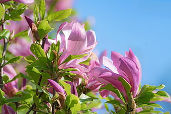 μαγνολία, δέντρο, Οικογένεια Magnolia, άνοιξη, μανόλιες, ροζ, φύση, τουλίπα magnolia, λουλούδι, Άνοιξη Bloomers, λουλούδι μανόλιας