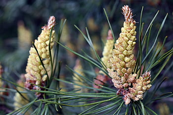 pine, the Buds, seeds, forest, nature, tree, needles, coniferous, branch, needle, trees