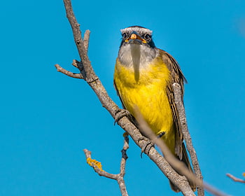 kiskadee, bird, perched, animal, feathers, plumage, beak, bill, bird Watching, ornithology, animal World