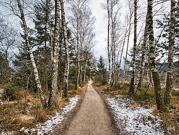 winter, path, forest Path, trail, trees, branches, bald, cold, empty, frosty, mood