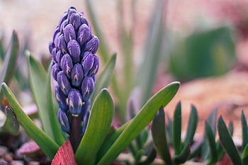 hyacint, fialový, fialový hyacint, krásné květiny, květ, květinové pozadí, fialový květ, rostlina, hyacinthus orientalis, výzdoba, květinové tapety
