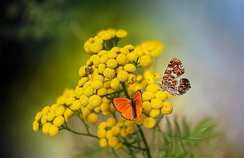 butterflies, flowers, insects, pollinate, pollination, yellow Flowers, lepidoptera, butterfly Wings, winged Insects, nature, rusalka