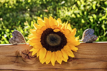 sunflower, still Life, summer, hearts, nature, petals, multicoloured, romantic, decorative, yellow, date Of Birth