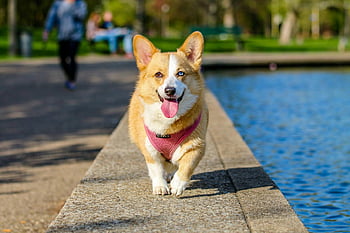 Pembroke Galce Corgi, yetişkin köpek, kahverengi ve beyaz, suya yakın, dış mekan, park, Evcil Hayvan, sevimli, arkadaş canlısı, yürüme, kablo ağı