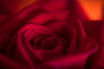 rosso, rosa, macro, fiorire, natura, romantico, avvicinamento, san valentino, flora, fiore, piante