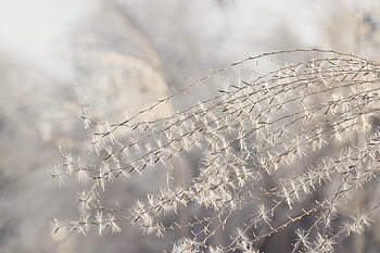 grasses, flowers, winter, wind, nature, landscape, pollen, blossom, growth, hintergrundbild, samen