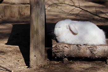 rabbits, nature, dwarf Rabbit, aries, dwarf Ram, white Rabbit, fur, floppy Ears, domestic Animal, animal, feeding Trough